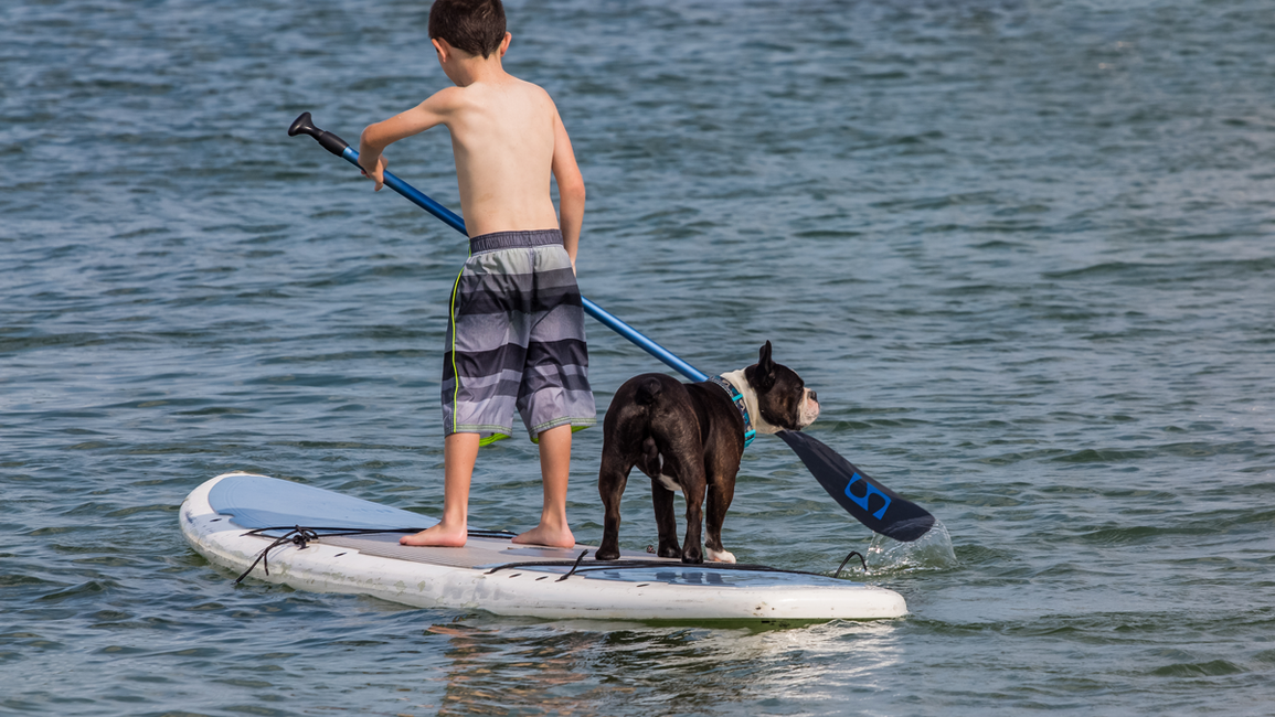 Enjoy the Outdoors with Fido From Pet Friendly Hotels in Kelowna